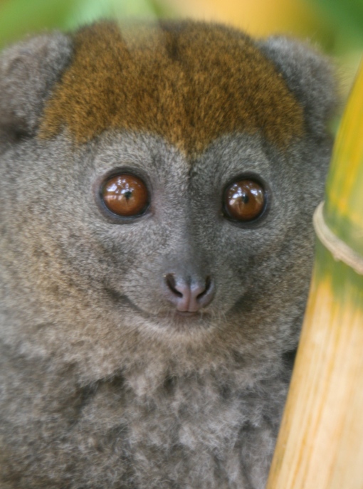 lemur